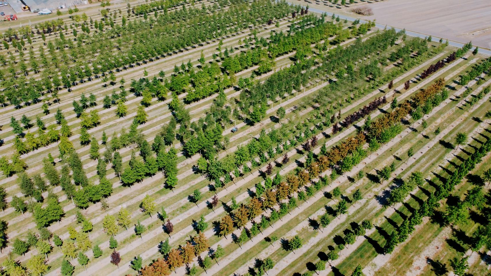 Luchtfoto van een laanboomkwekerij met tientallen rijen bomen.